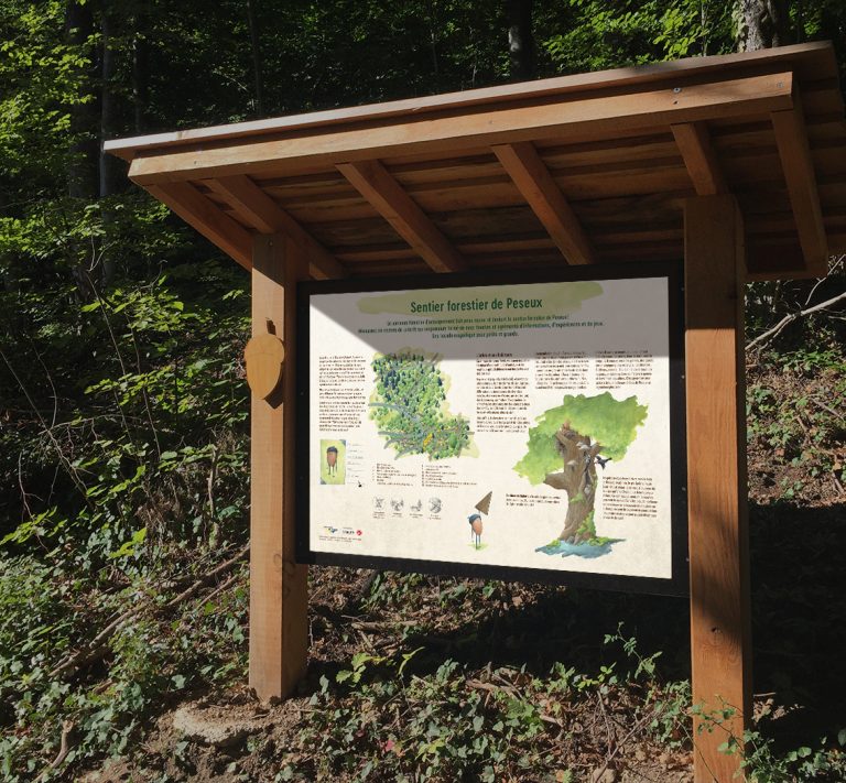Sentier forestier de Peseux